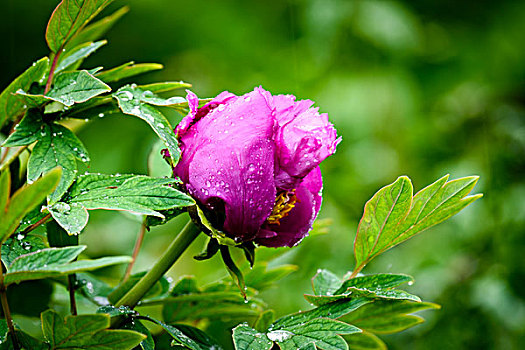 雨中的牡丹花