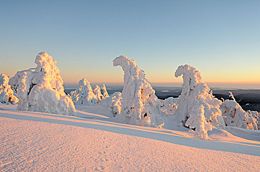 积雪,松树,黃昏,山,布罗肯,哈尔茨山,萨克森安哈尔特,德国,欧洲