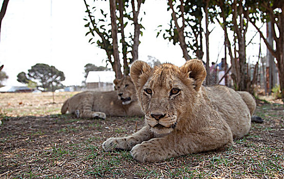 狮子,幼兽,牧场,俘获,南非,非洲