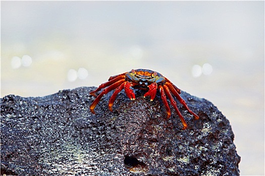 细纹方蟹,加拉帕戈斯