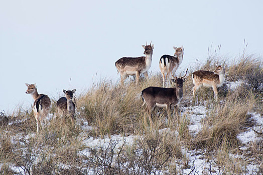 扁角鹿,黇鹿,牧群,站立,沙丘,北荷兰,荷兰