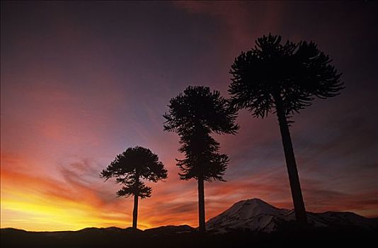 智利,区域,国家级保护区,树,剪影,日落