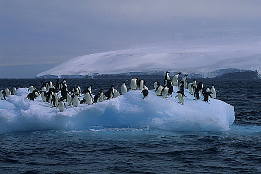 南极,保利特岛,阿德利企鹅