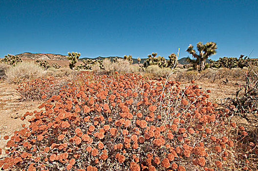 莫哈维沙漠,加利福尼亚,美国