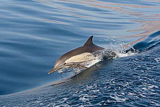 常见海豚,长吻真海豚,水面急行,下加利福尼亚州,墨西哥