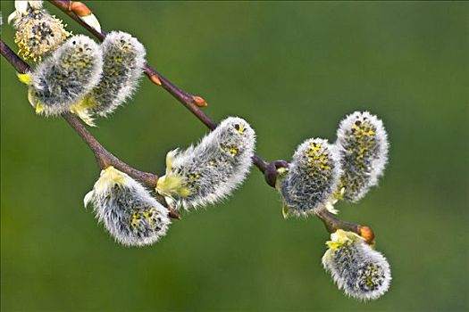 银柳,黄花柳,品种