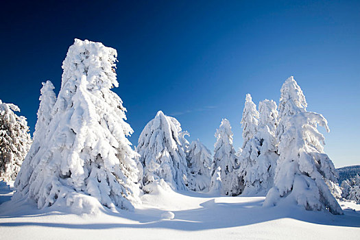 积雪,松树,山