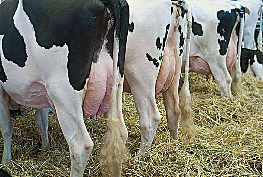法国,巴黎,区域,2009年,农业机械,展示,母牛
