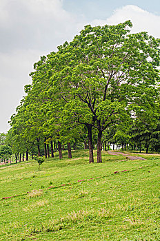 公园的树