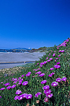 美国,冰植物,加利福尼亚,海岸线,春天