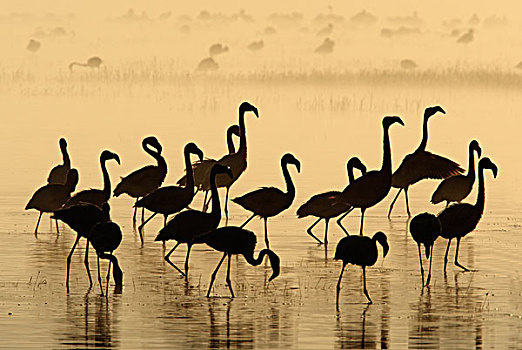 小红鹳,成群,晨雾,纳库鲁湖国家公园,肯尼亚