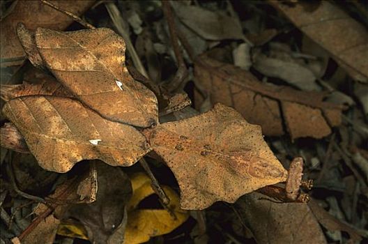 螳螂,保护色,林中地面,马来西亚