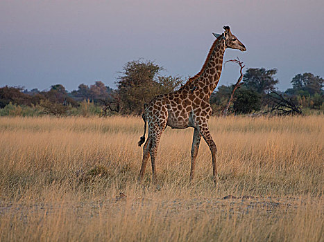 幼兽,南非,长颈鹿,大草原,莫瑞米,国家公园,奥卡万戈三角洲,博茨瓦纳,非洲