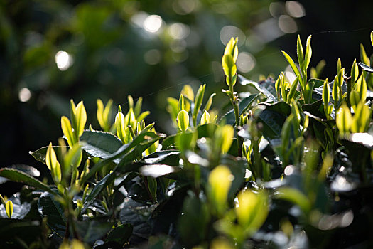 杭州西湖龙井春茶芽逆光