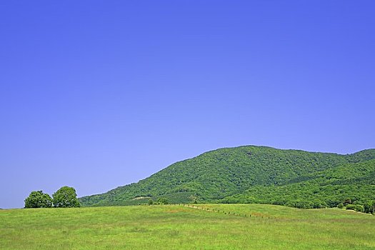 绿色,地点,排,山