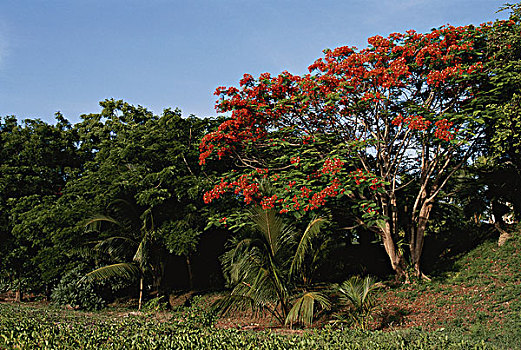 坦桑尼亚,桑给巴尔岛,树,大幅,尺寸