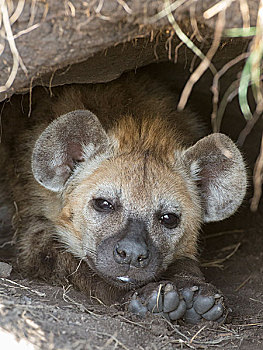斑鬣狗,伊丽莎白女王国家公园,乌干达,非洲