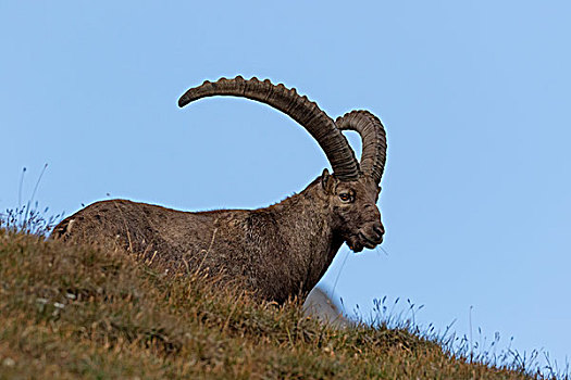阿尔卑斯野山羊,羱羊,高,陶安,国家公园,卡林西亚,奥地利,欧洲