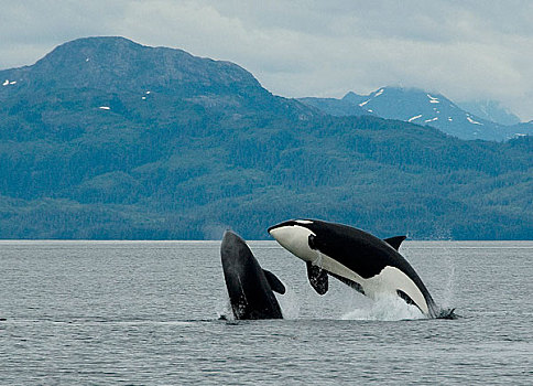 两个,逆戟鲸,短暂,跳跃,一起,威廉王子湾,阿拉斯加,夏天