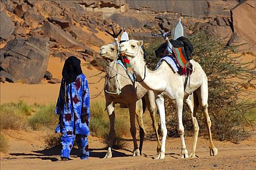 柏柏尔人,白色,骑,单峰骆驼,利比亚