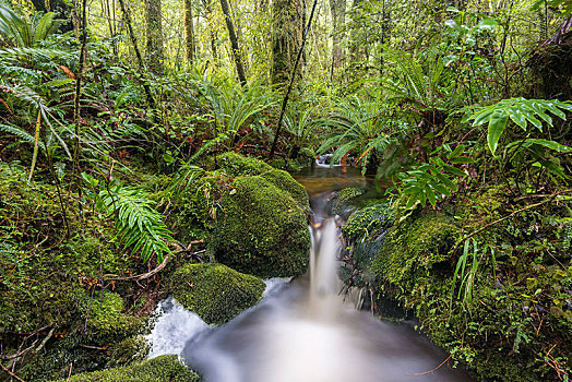 溪流,蕨类,密集,雨林,峡湾国家公园,南部地区,新西兰,大洋洲