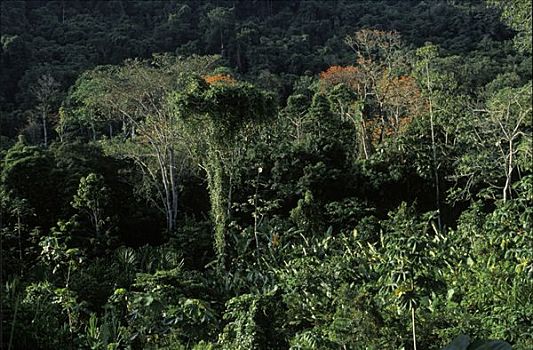 雨林,国家公园,委内瑞拉