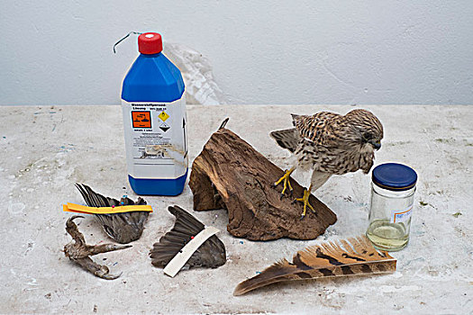 鸟,多样,工具,动物剥制标本