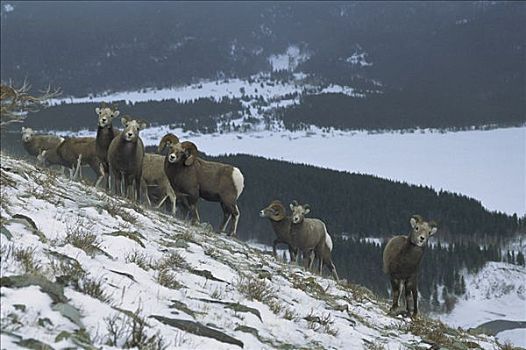 大角羊,牧群,雪,山,斜坡,落基山脉,北美