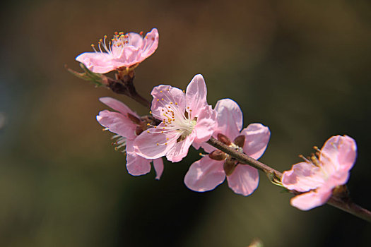 桃花