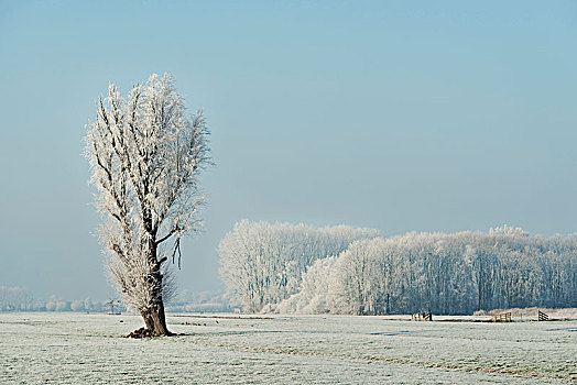 积雪,树,地点,冬天,白天,荷兰南部,荷兰