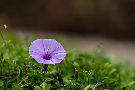 牵牛花特写