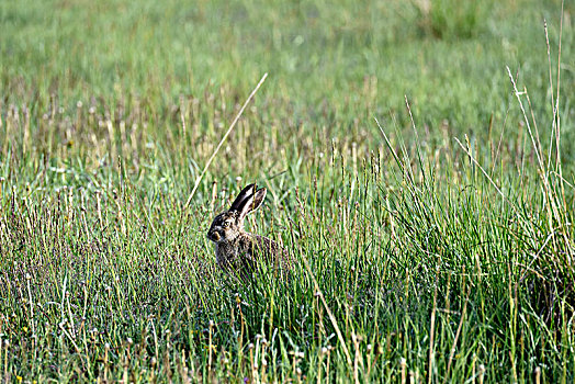 草丛中的野兔