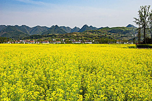 油菜花