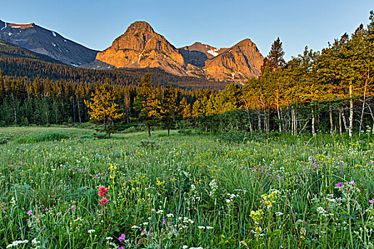 野花,切削,山谷,冰川国家公园,蒙大拿,美国