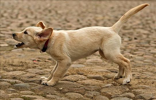 小狗,金毛猎犬,吠叫