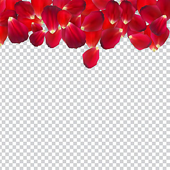 自然,玫瑰花瓣,透明,背景,矢量,插畫
