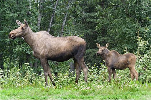驼鹿,麋鹿,母牛,育空地区,加拿大