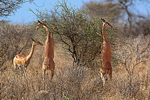 三个,非洲瞪羚,后腿站立,浏览,长颈羚,桑布鲁野生动物保护区,肯尼亚