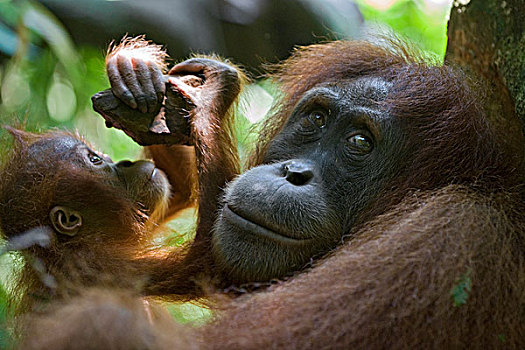 苏门答腊猩猩,母亲,玩耍,一个,一半,幼仔,古农列尤择国家公园,北方,苏门答腊岛,印度尼西亚
