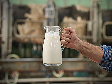 农民,拿着,牛奶,挤奶,厅室