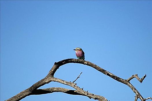 仰视,紫胸佛法僧鸟,紫胸佛法僧,栖息,枝条,卡拉哈里沙漠,博茨瓦纳
