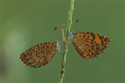 蝴蝶,一对,蒙巴萨,肯尼亚