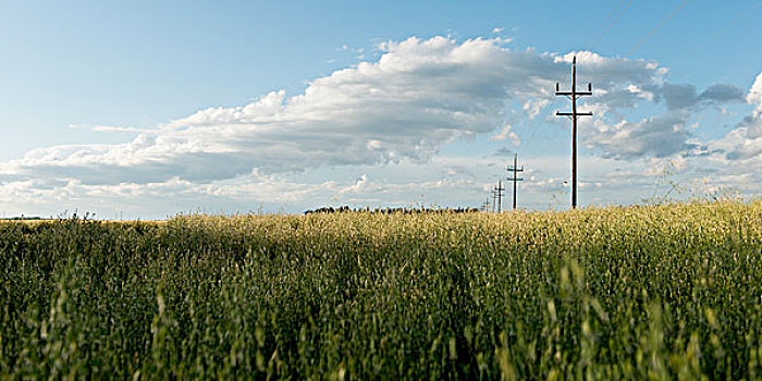 电线杆,草原,地点,曼尼托巴,加拿大