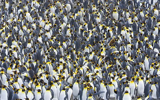帝企鹅,栖息地,拥挤,鸟,孵卵,蛋,防护,小,幼禽,靠近,海洋,海滩,早,秋天,露脊鲸湾,南大洋,南极,南乔治亚
