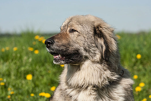 白人,牧羊犬,牲畜,监护,狗