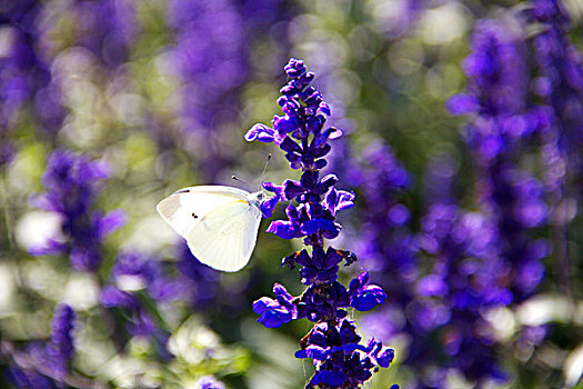 大片的紫色薰衣草和白色蝴蝶