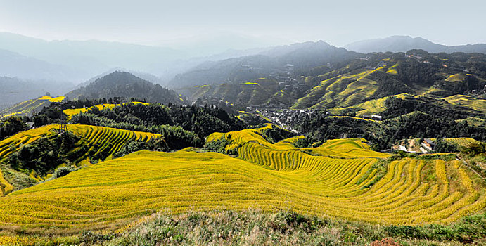 龙脊梯田遍地金