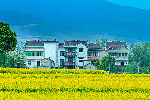 安徽省芜湖市响水涧油菜花田园乡村自然景观