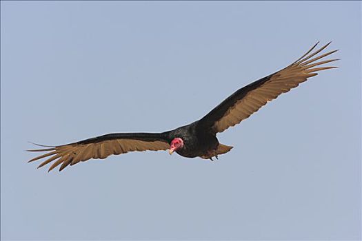 美洲鹫,红头美洲鹫,飞,帕拉卡斯国家保护区,秘鲁