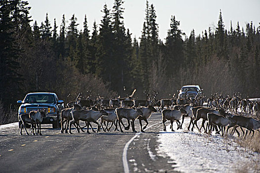北美驯鹿,驯鹿属,牧群,迁徙,公路,阿拉斯加